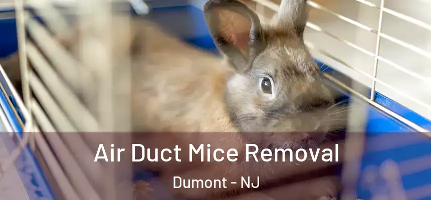  Air Duct Mice Removal Dumont - NJ